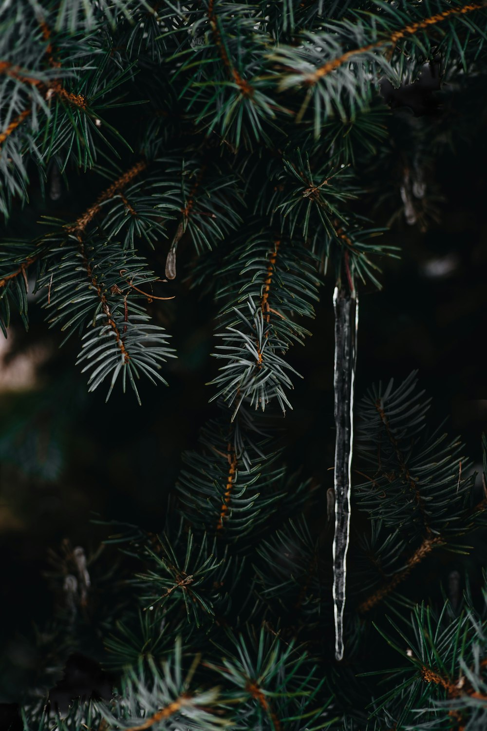 a close up of a pine tree with needles