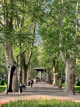 An inviting community park with walking paths and benches under tall trees.