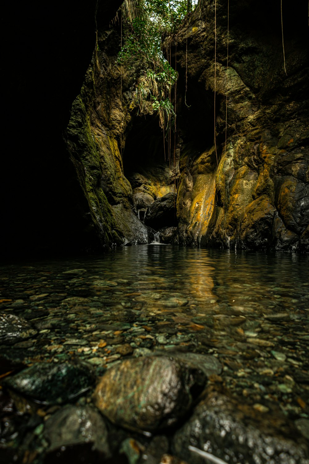 a stream running through a lush green forest