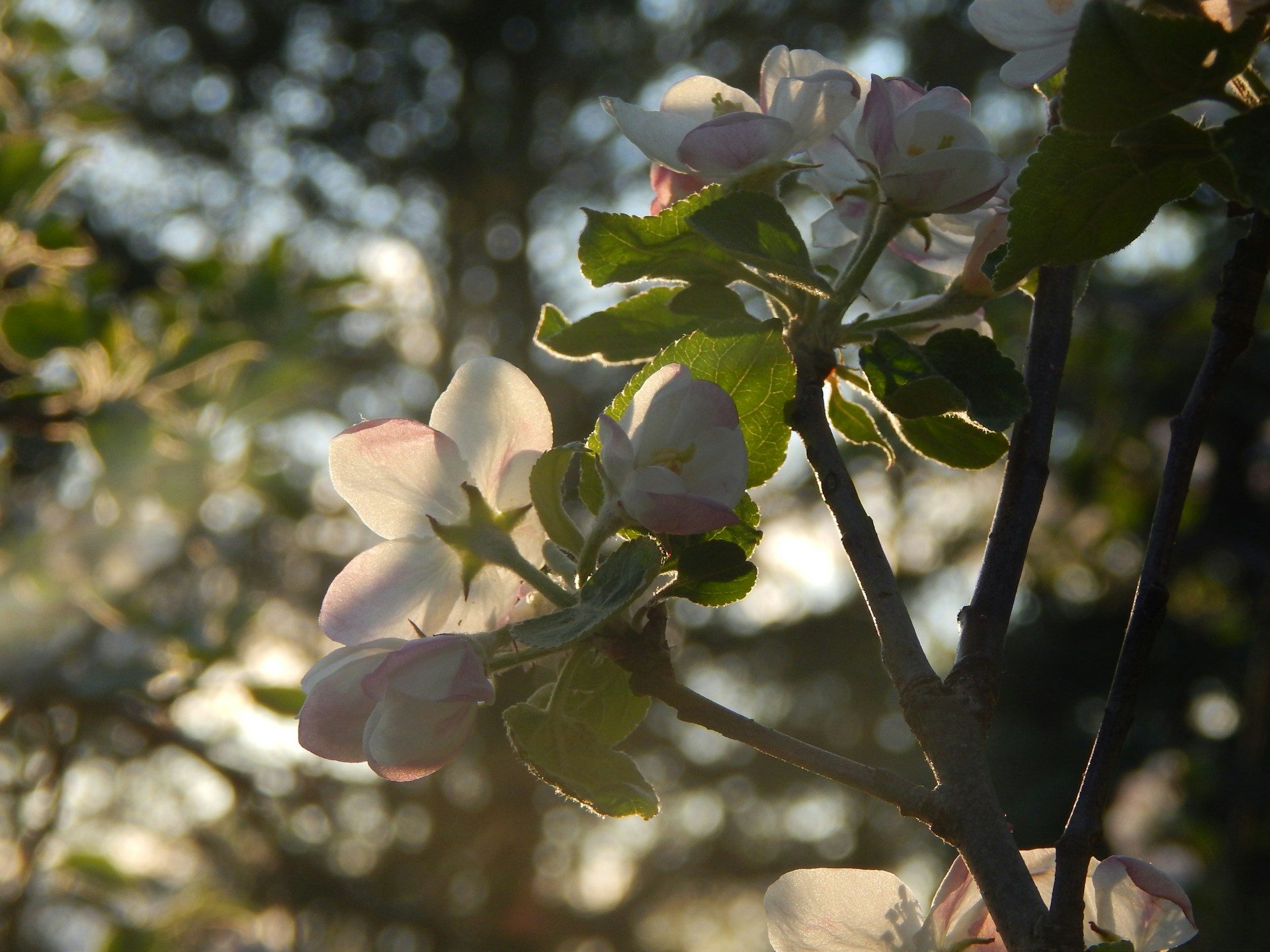 A soft pink-hued photo capturing a joyful moment at a family picnic, with sunlight filtering through blossoming trees.
