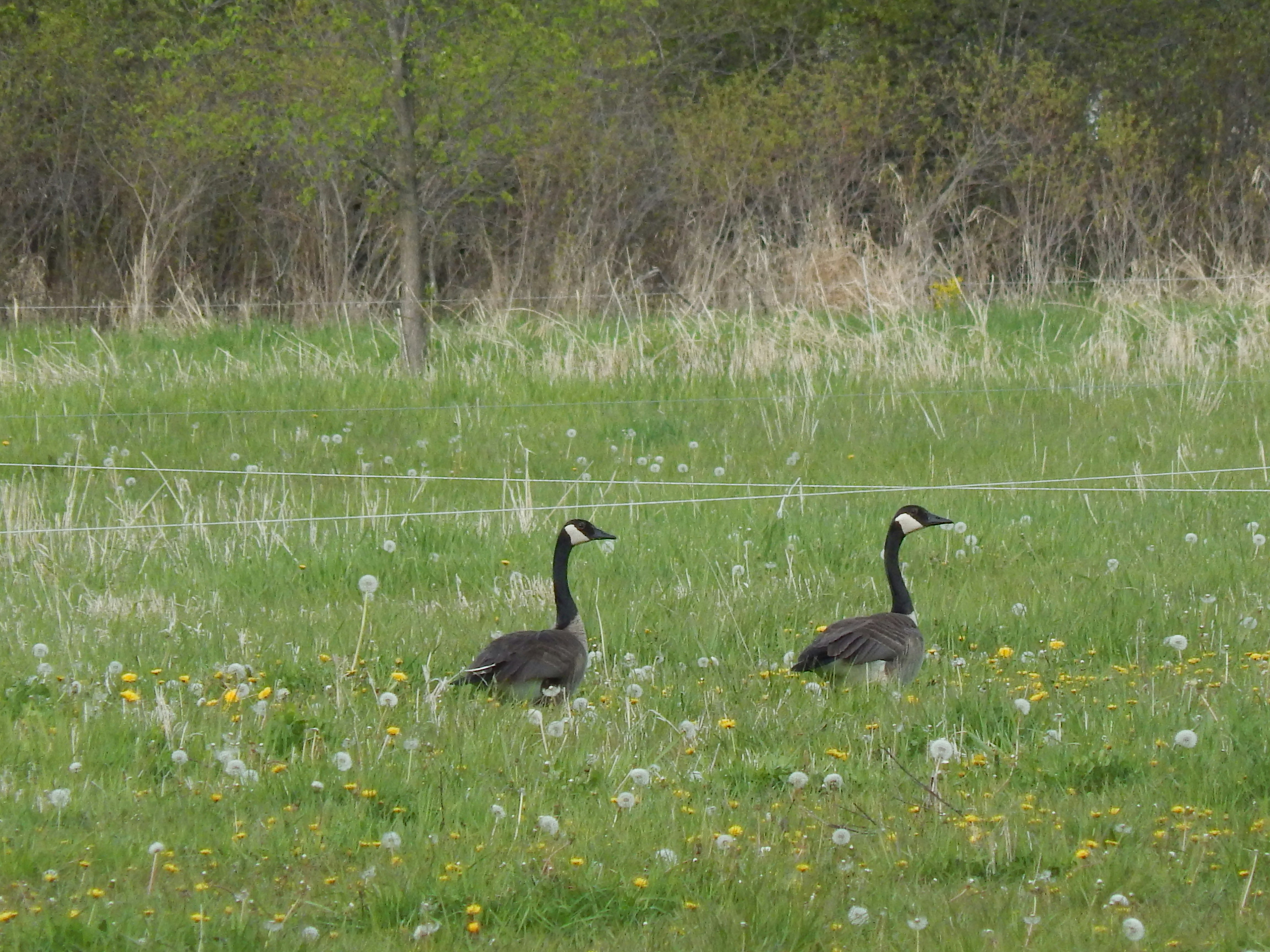 Photo by scarlettweiss