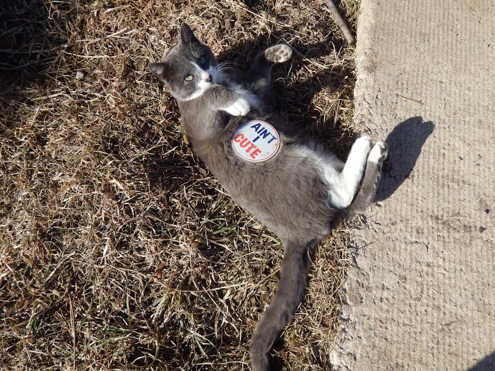 a cat laying on its back on the ground