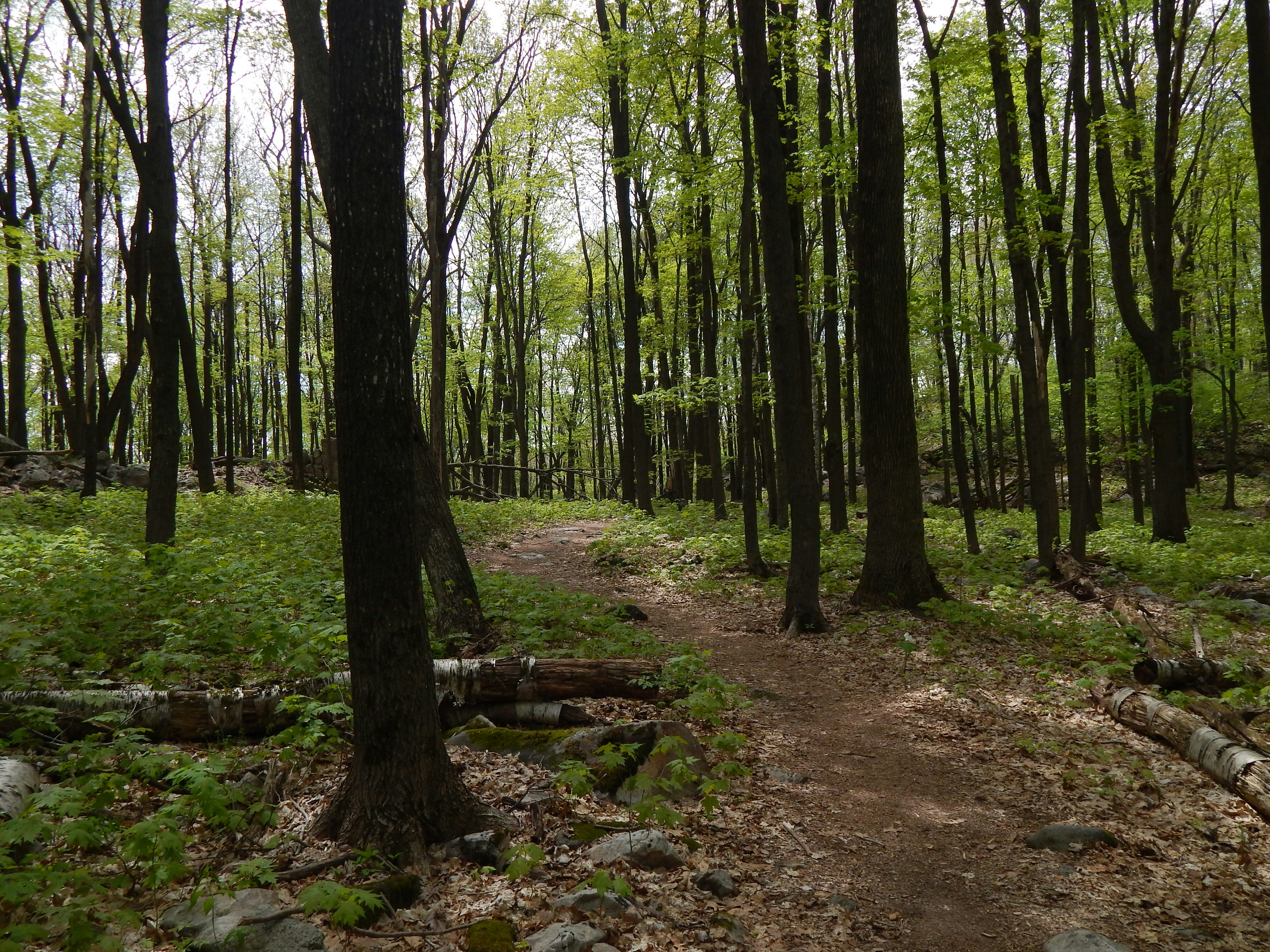 a dirt path in the middle of a forest