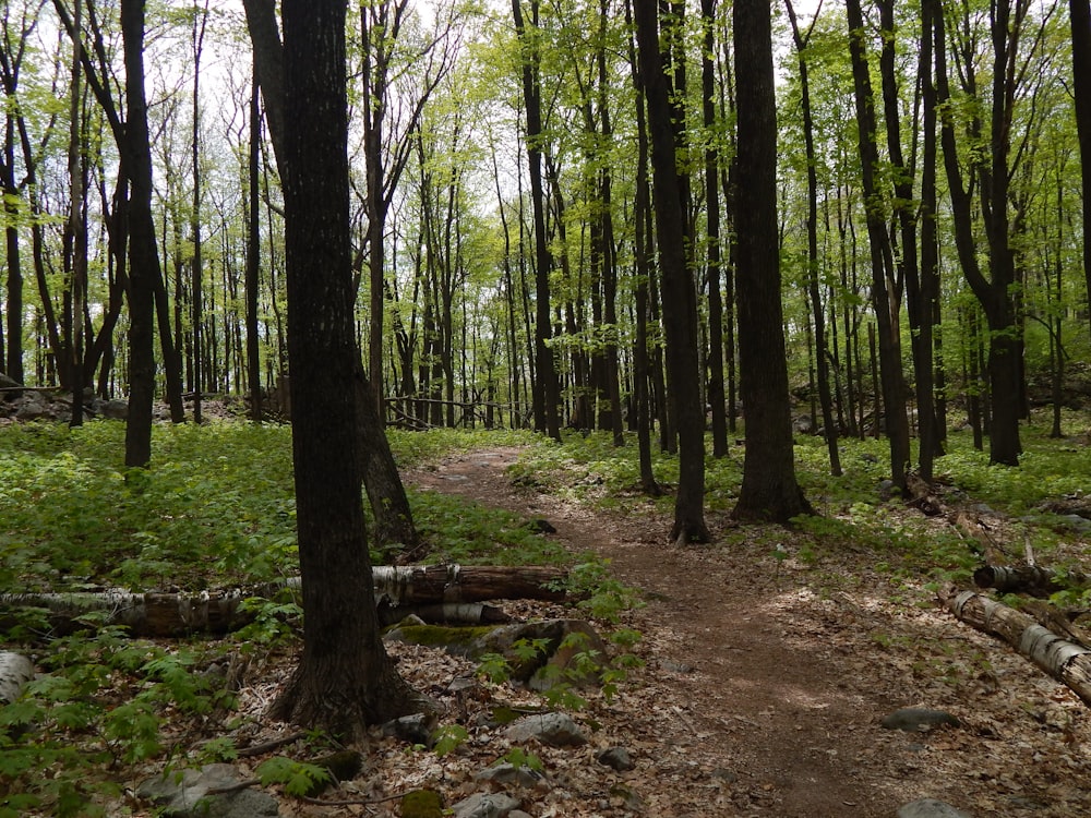 a dirt path in the middle of a forest