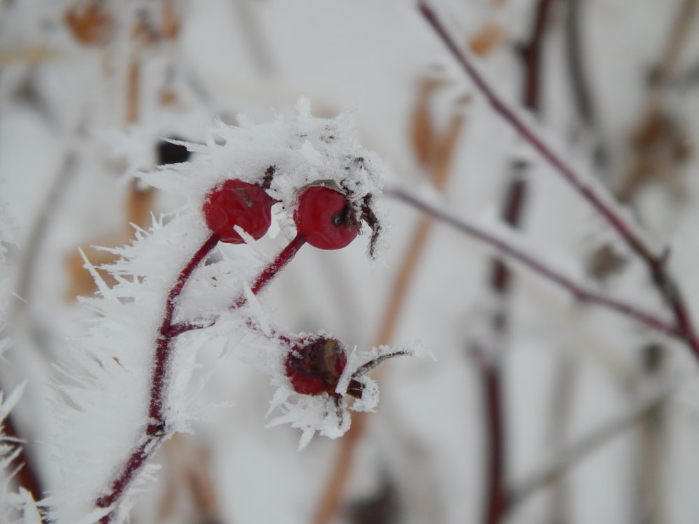 a couple of red berries sitting on top of a plant