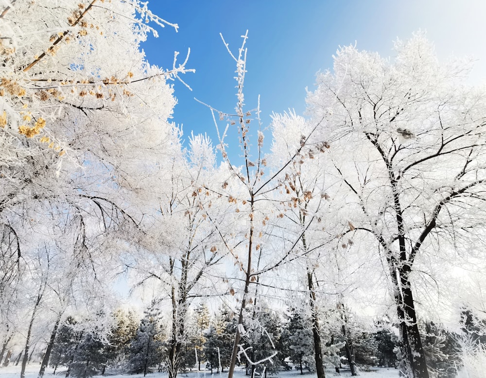 a group of trees covered in snow next to a forest