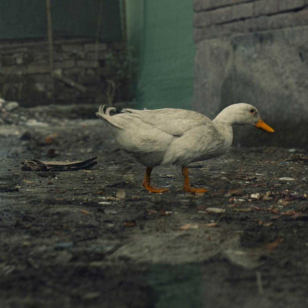 a white duck walking on a dirty ground