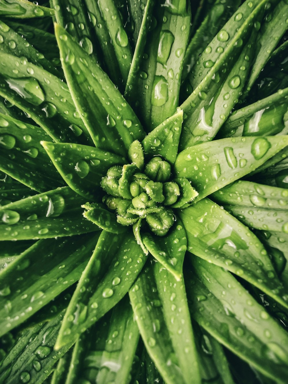 a close up of a green plant with drops of water on it