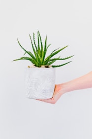 a person holding a plant in their hand