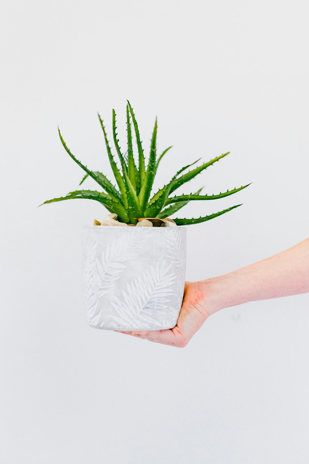 a person holding a plant in their hand