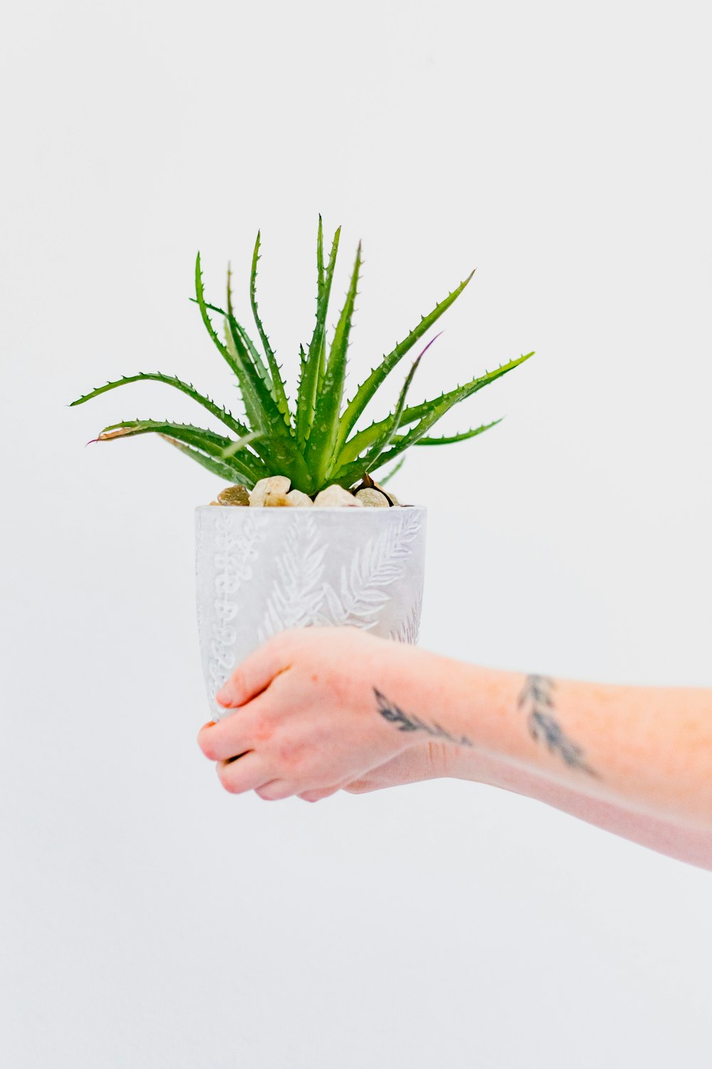 a person holding a potted plant in their hand