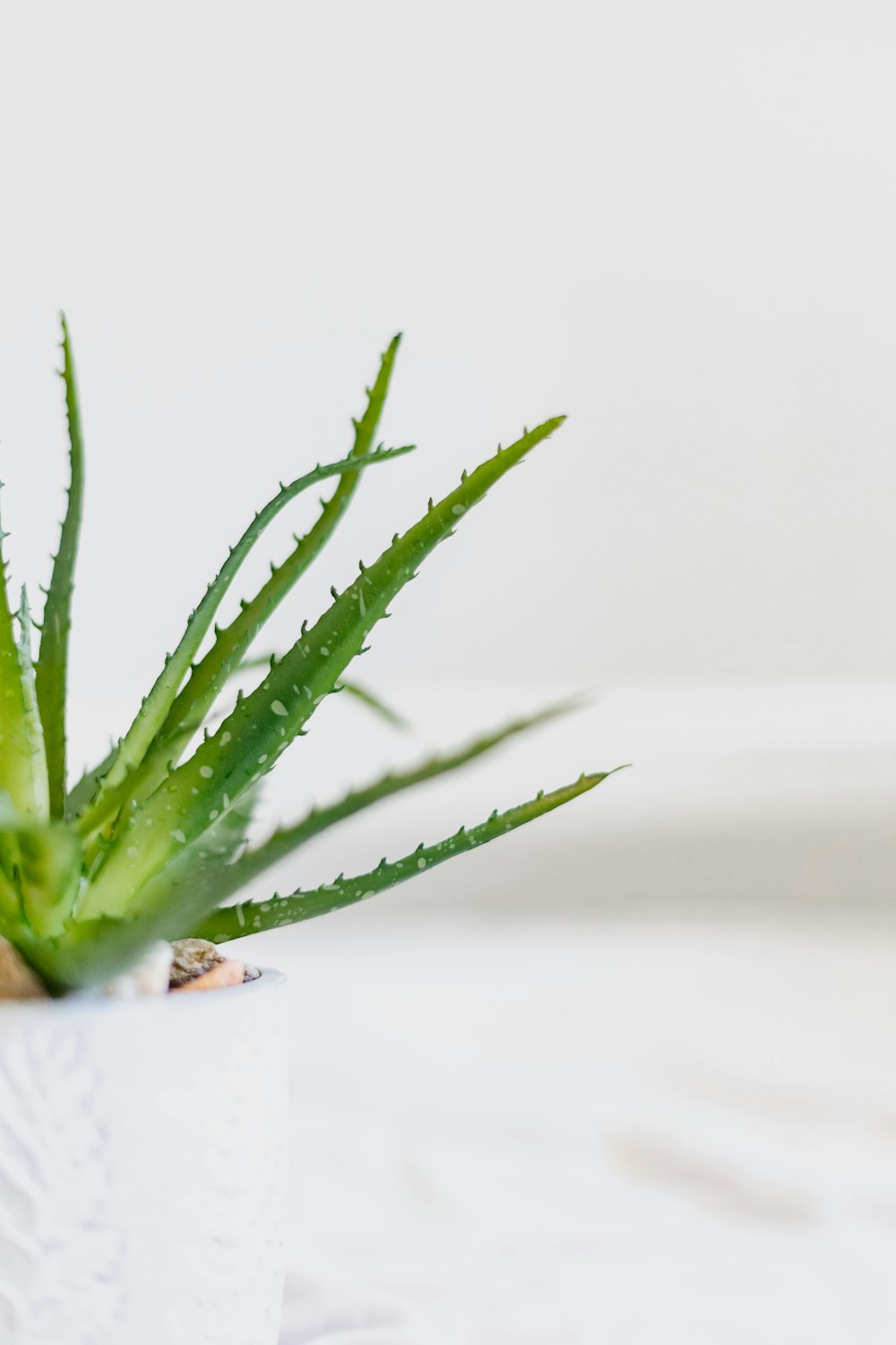 a green plant in a white pot on a table