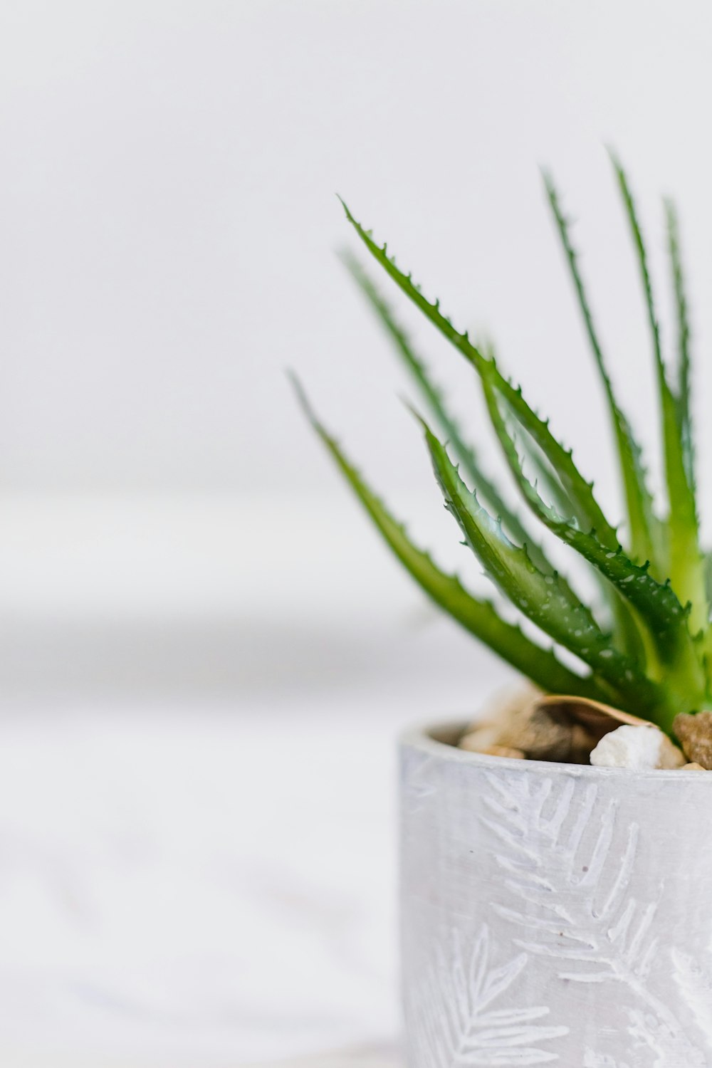 a small potted plant sitting on top of a table