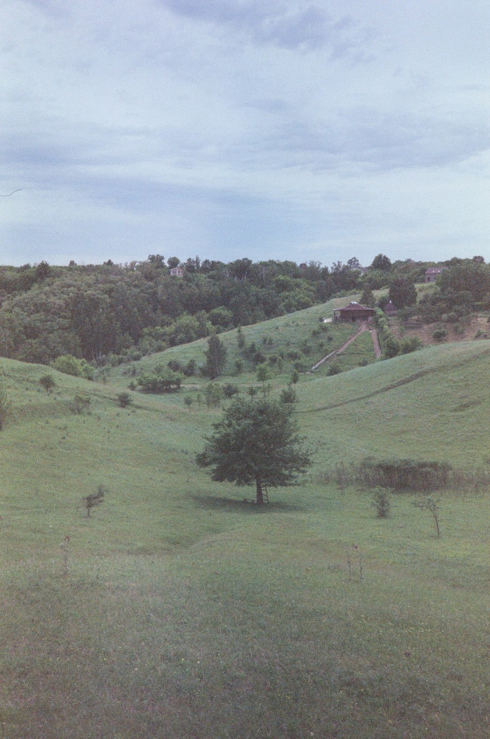 a grassy hill with a lone tree in the foreground