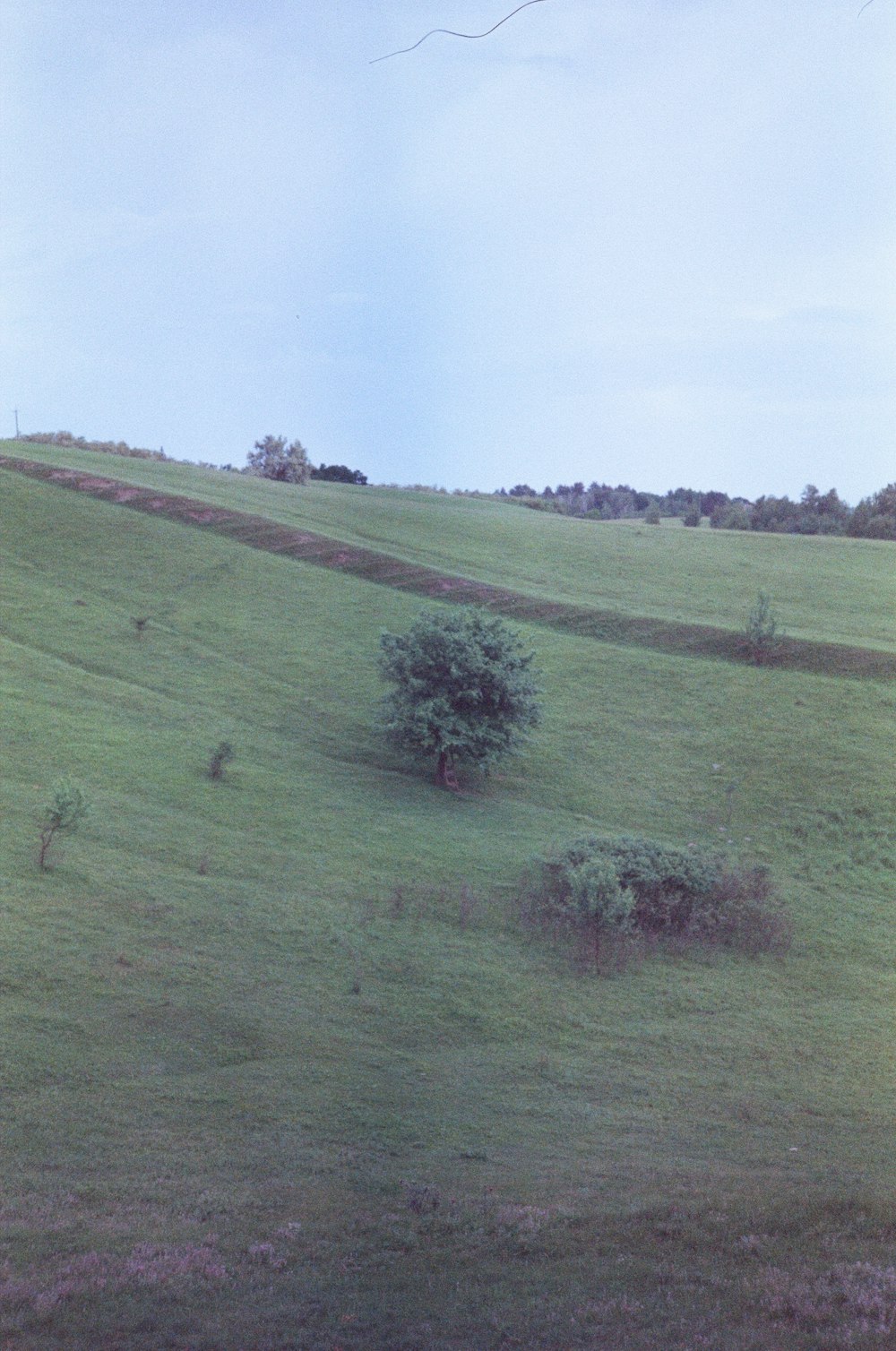 a lone tree on a grassy hill side