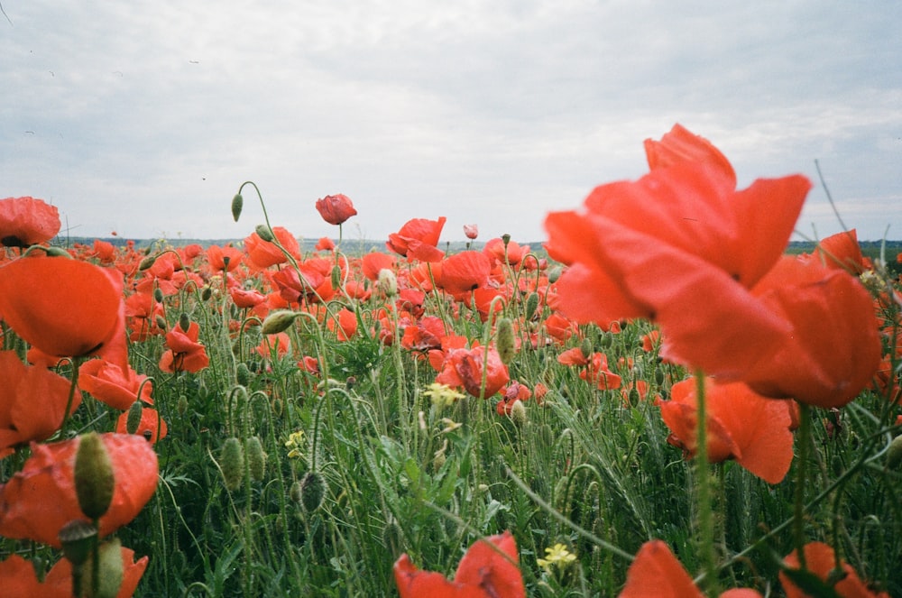 a field full of red flowers on a cloudy day