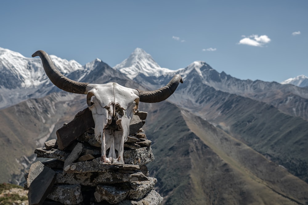 a bull skull on a rock wall with mountains in the background
