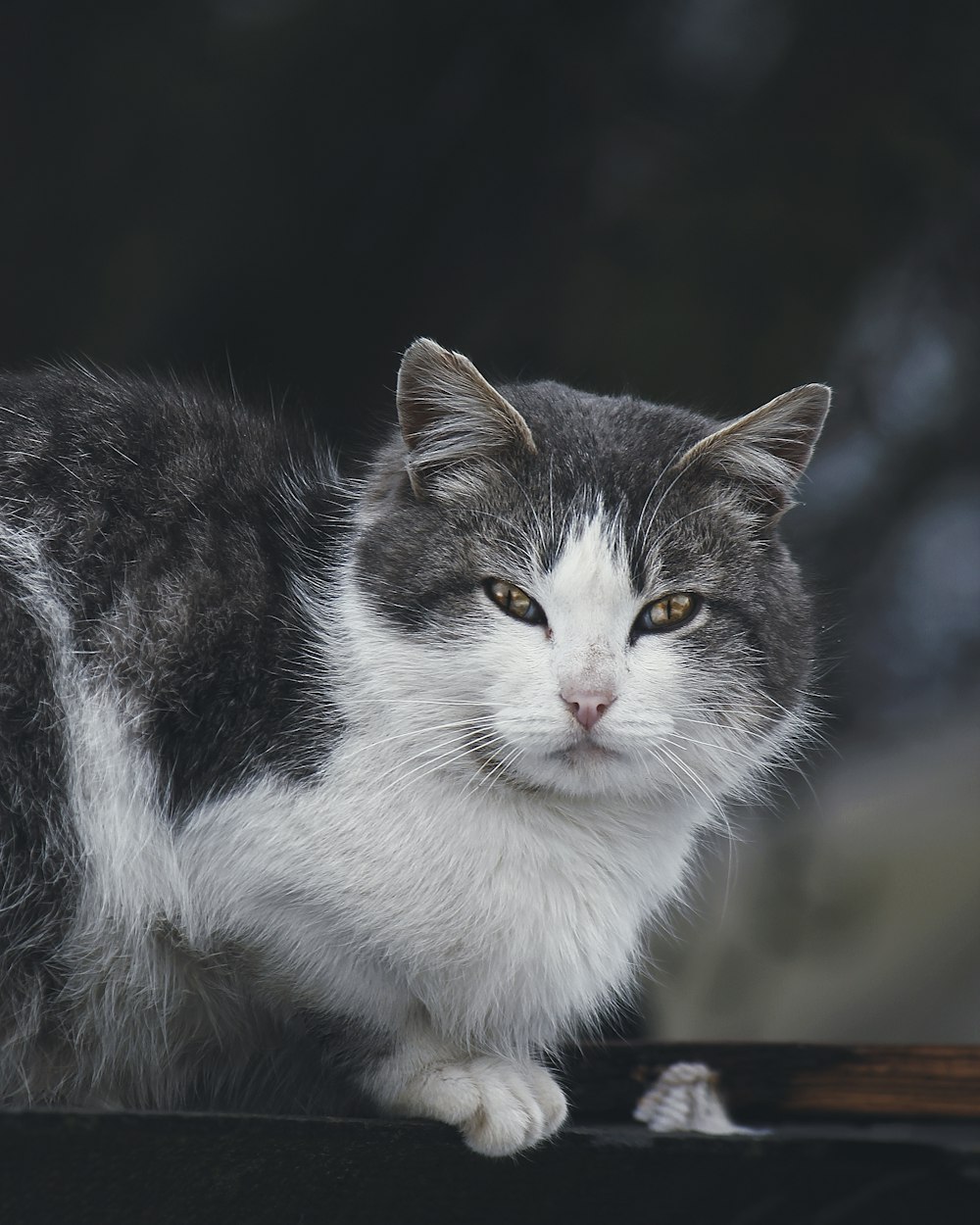 a gray and white cat sitting on top of a window sill