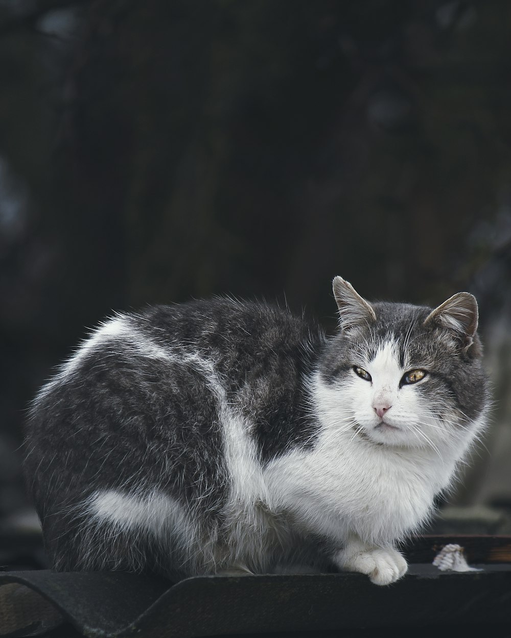 a gray and white cat sitting on top of a roof