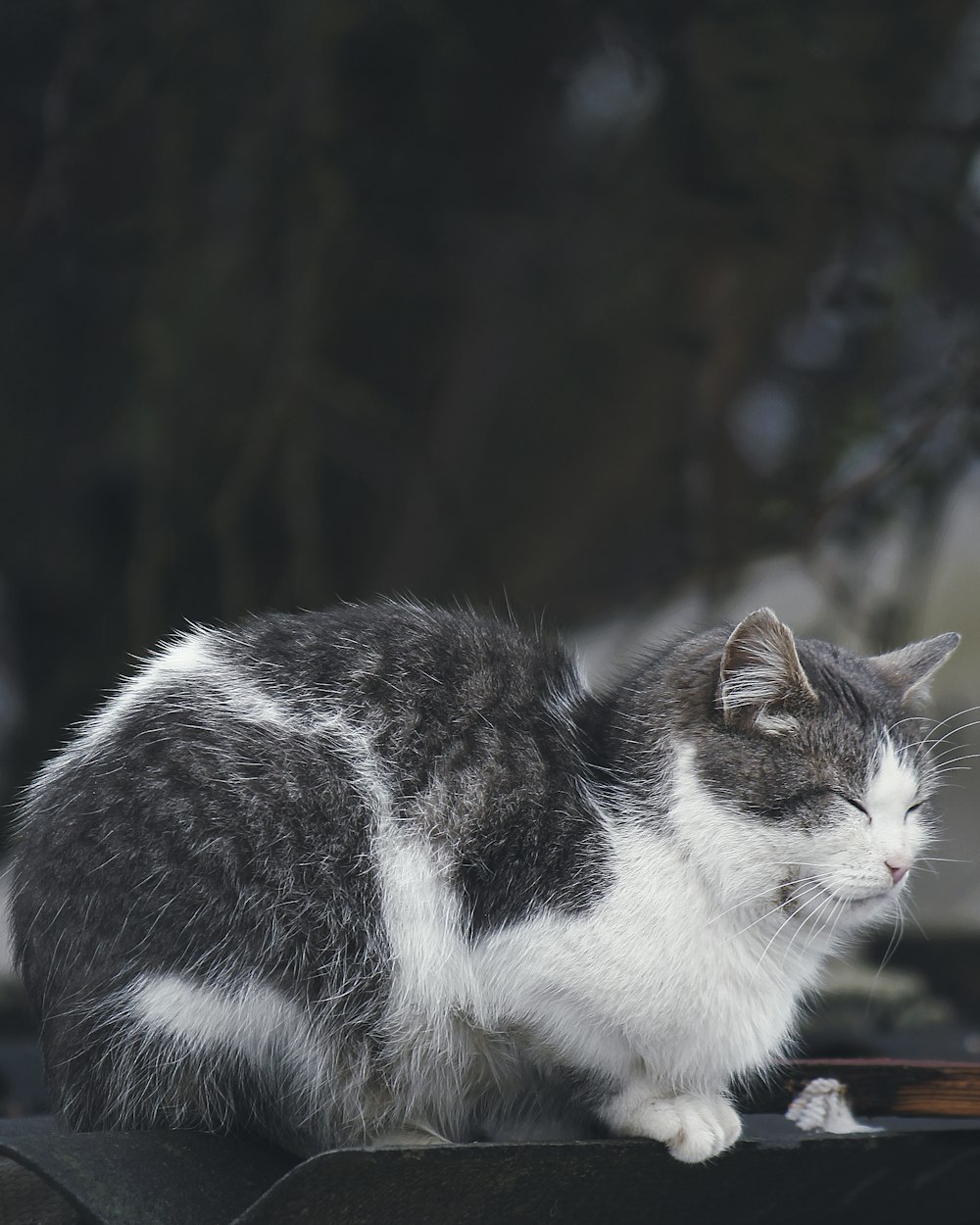 a gray and white cat sitting on top of a roof