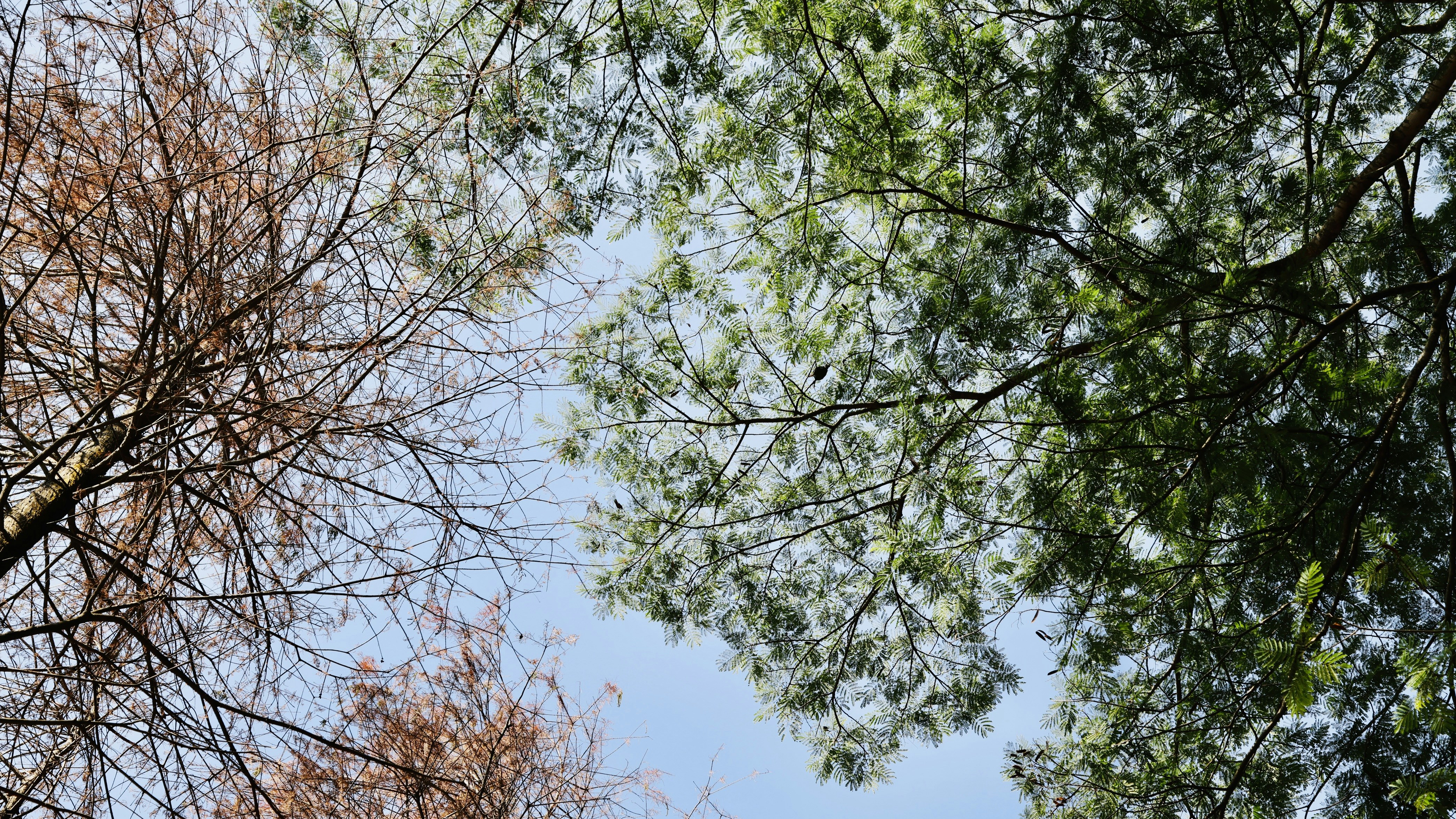 Photo by dickenslin76