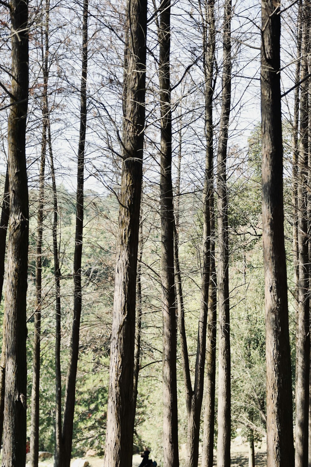 a person riding a horse through a forest