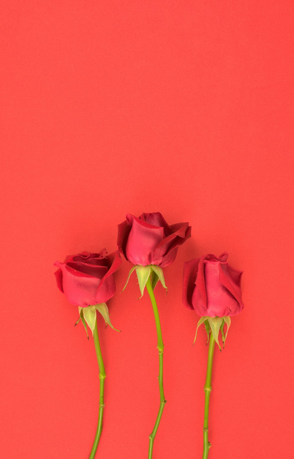 three pink roses on a red background