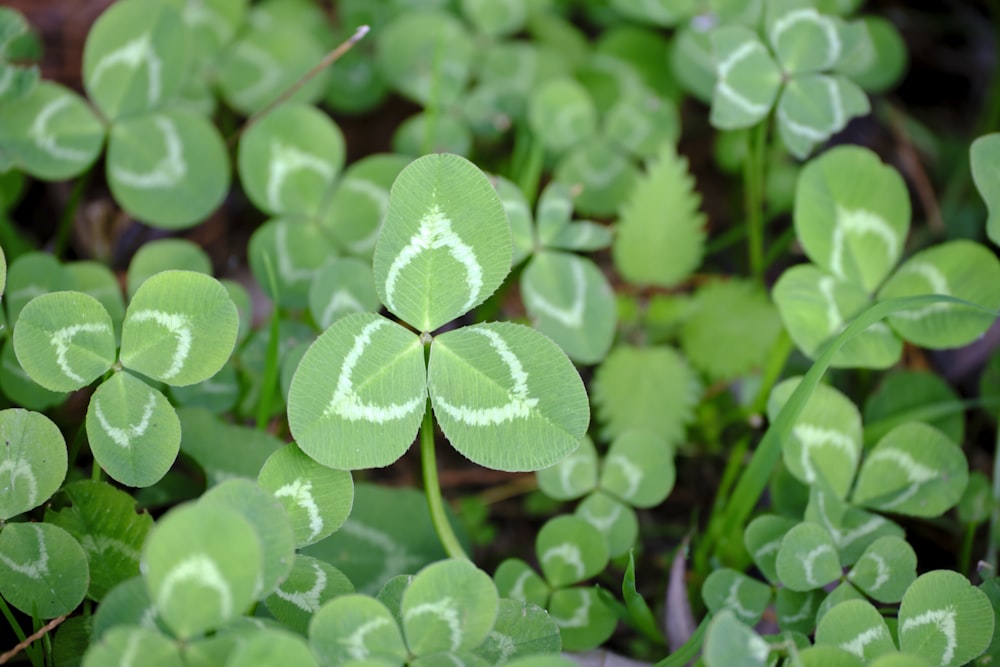 four leaf clovers with a heart drawn on them