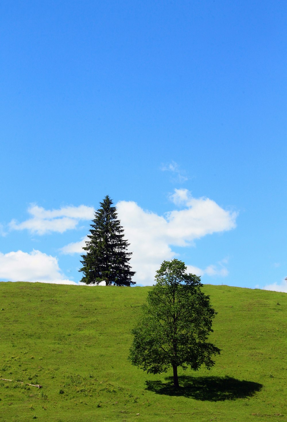 Un arbre solitaire sur une colline herbeuse sous un ciel bleu