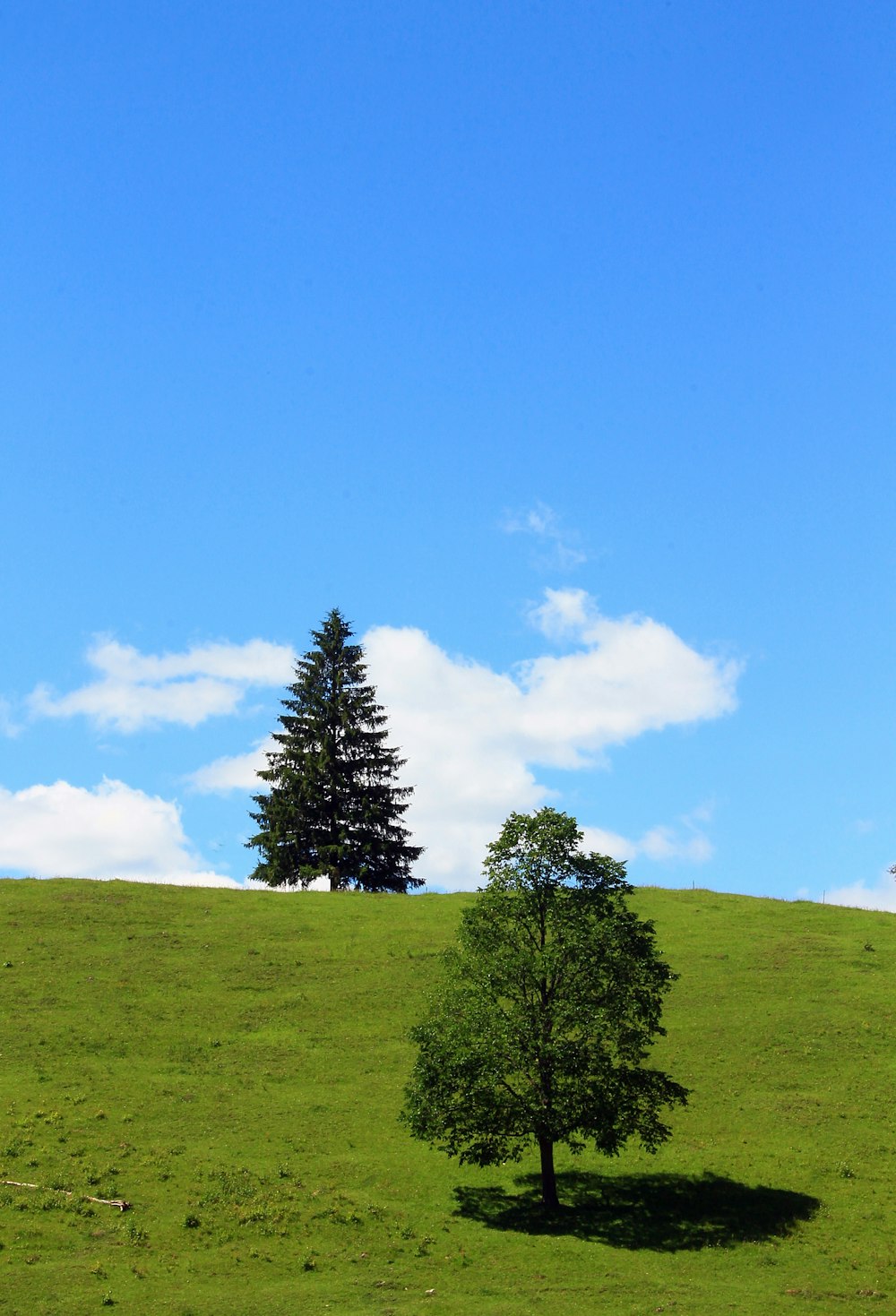 a lone tree on a grassy hill under a blue sky