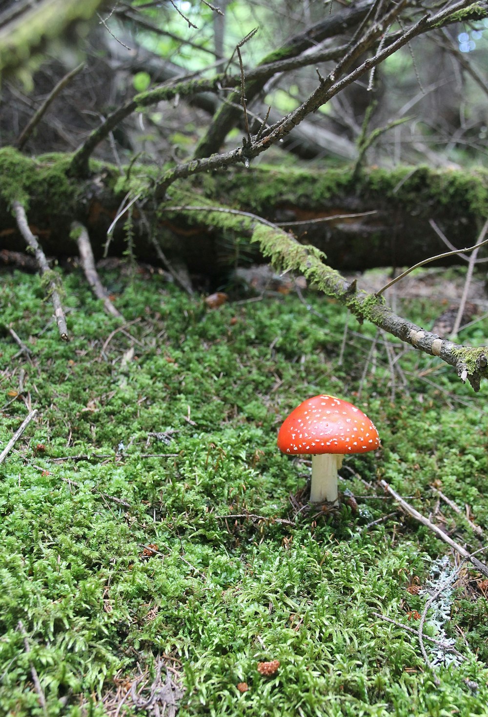 a red mushroom sitting on top of a lush green field