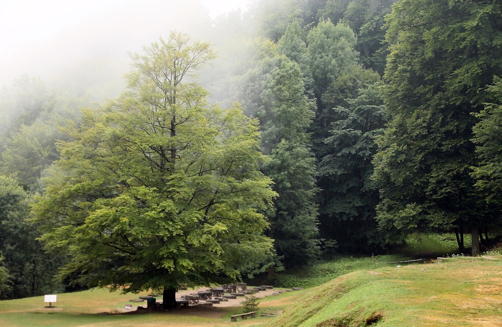 a large green tree sitting next to a lush green forest