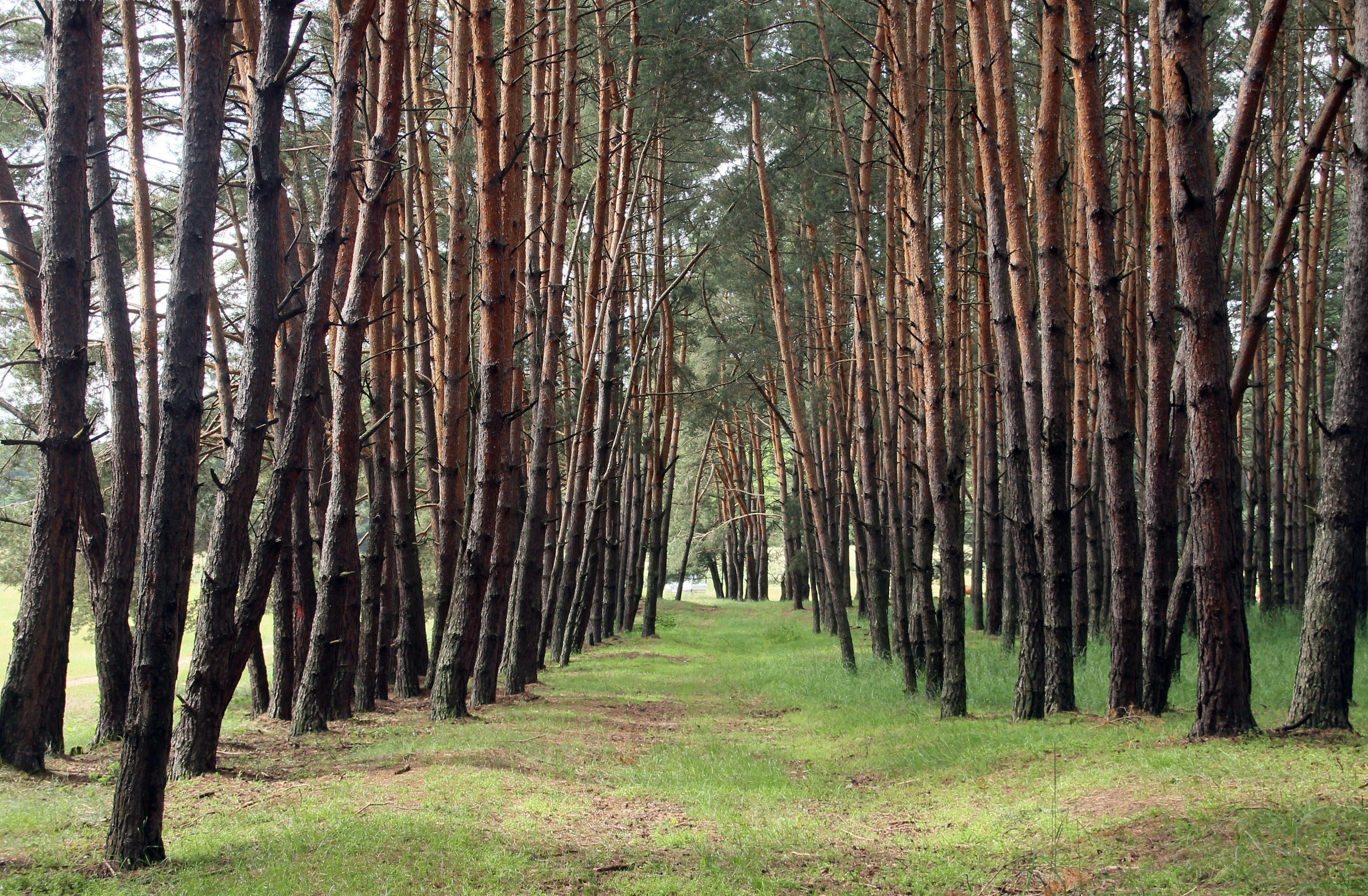 Sometimes, the highlight of a birch tree reserve is a cluster of pine trees