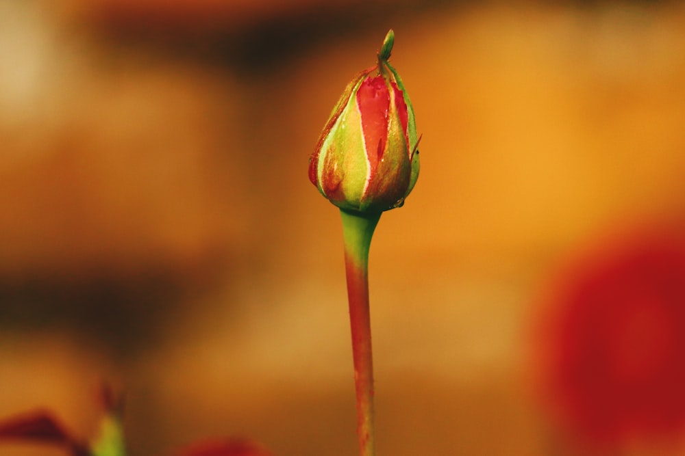 a red and yellow flower with a blurry background