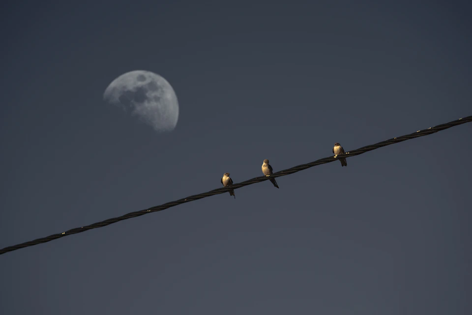 Three birds perch on a wire, each facing a different direction, engaging in behaviors