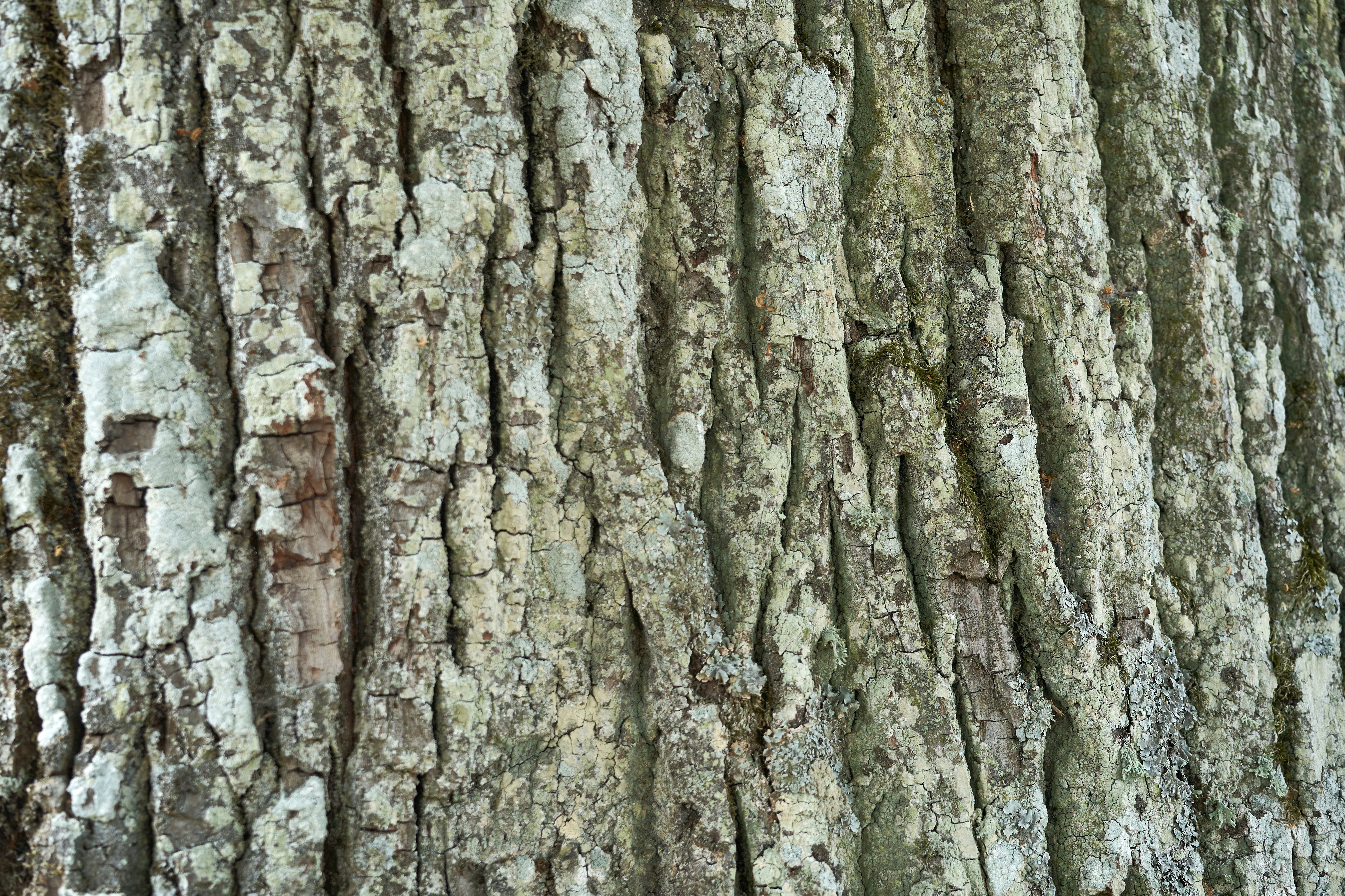 The Scientific Revolution Begins (image credits: unsplash)