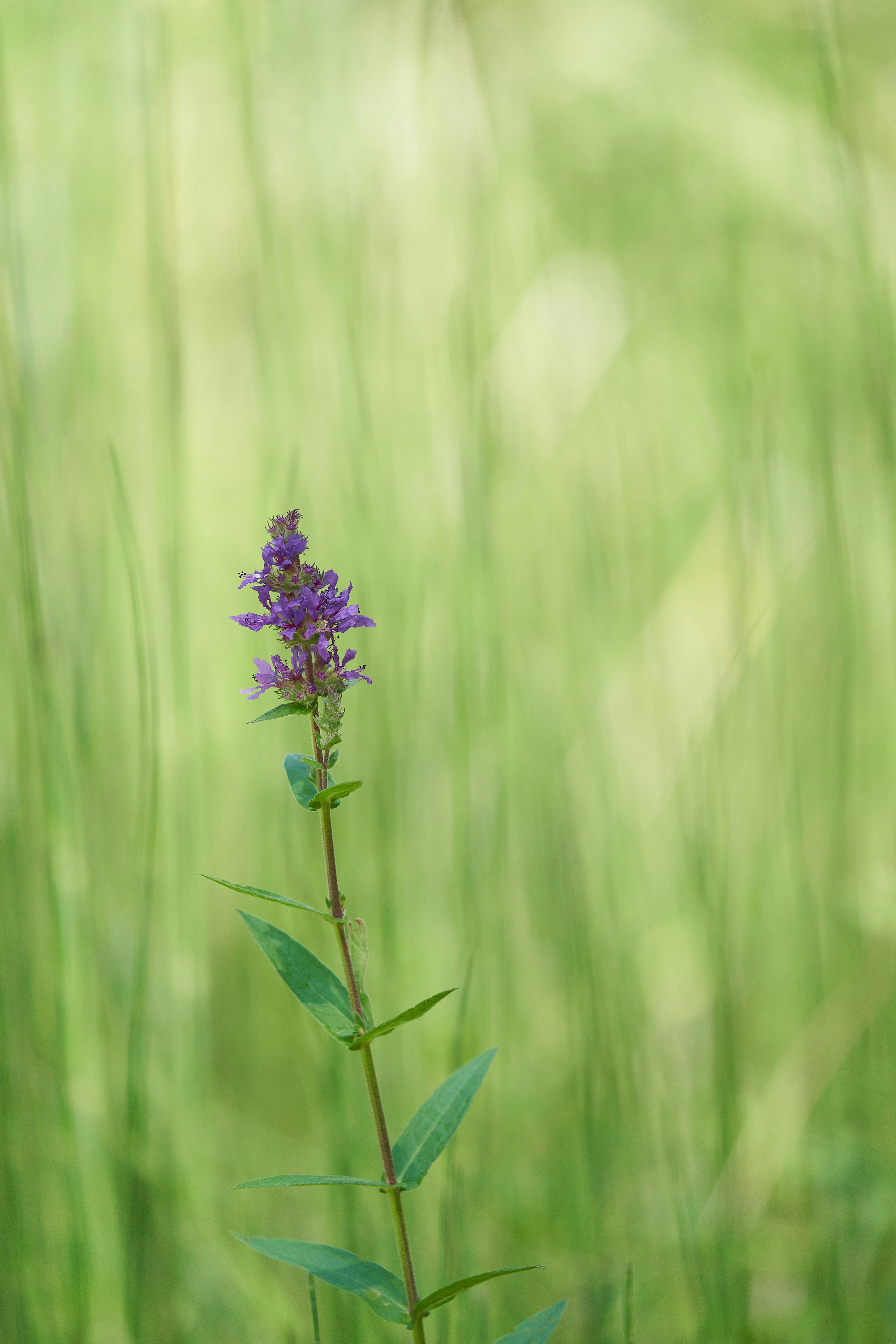 Photo by wolfgang_hasselmann