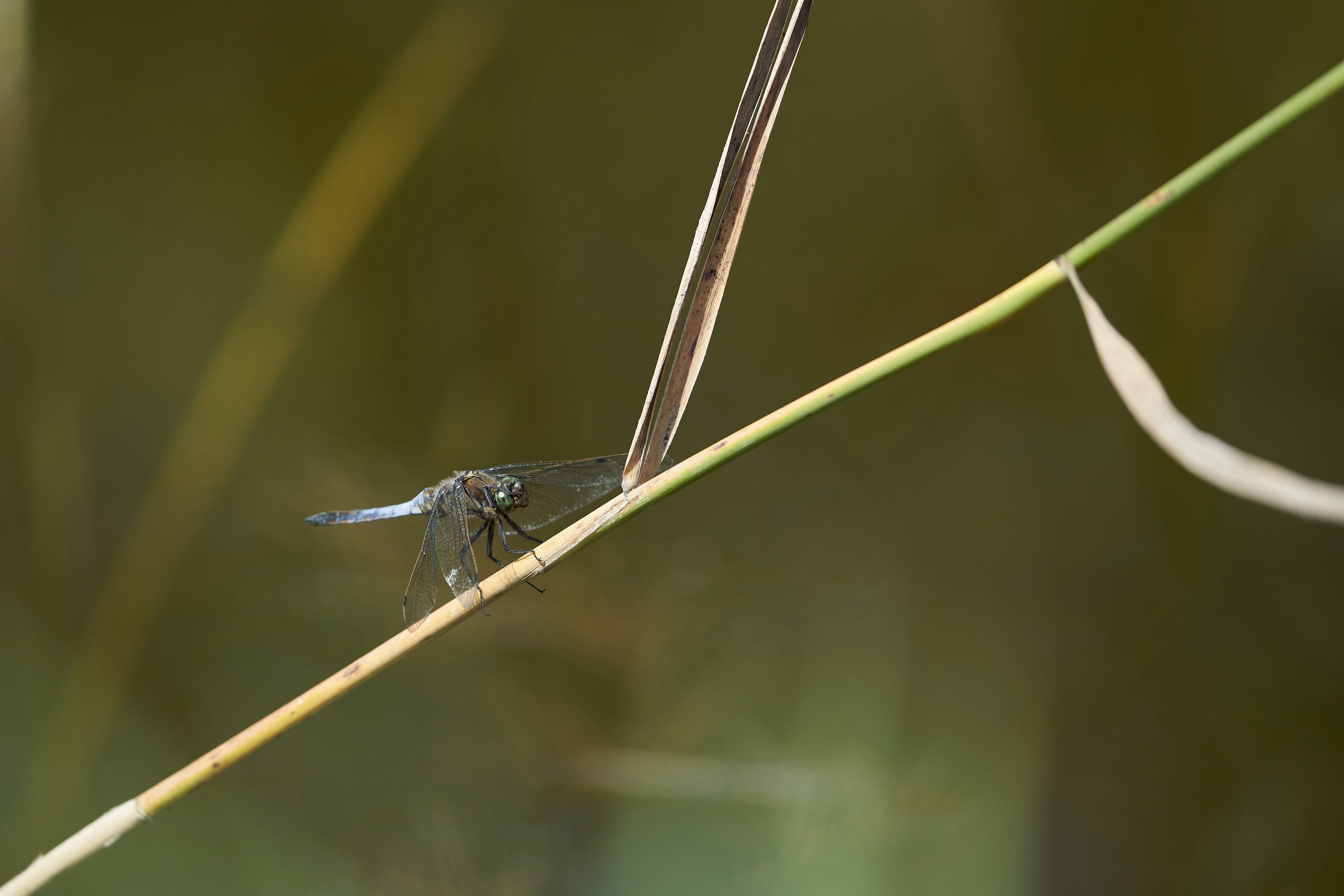 Photo by wolfgang_hasselmann