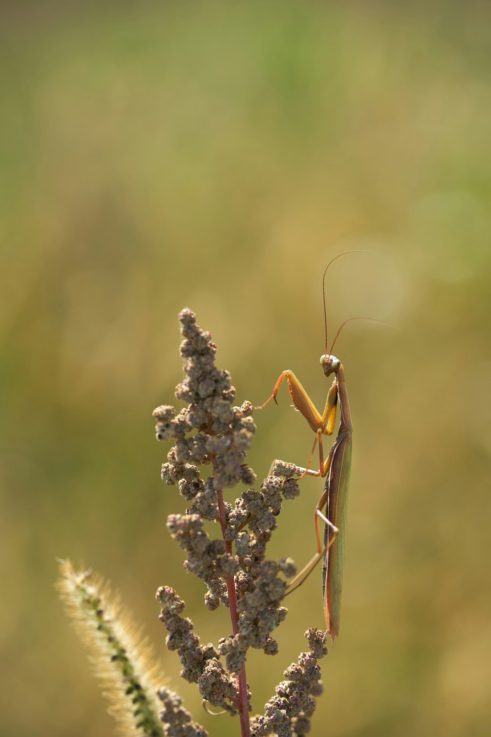 a praying mantissa sitting on top of a flower