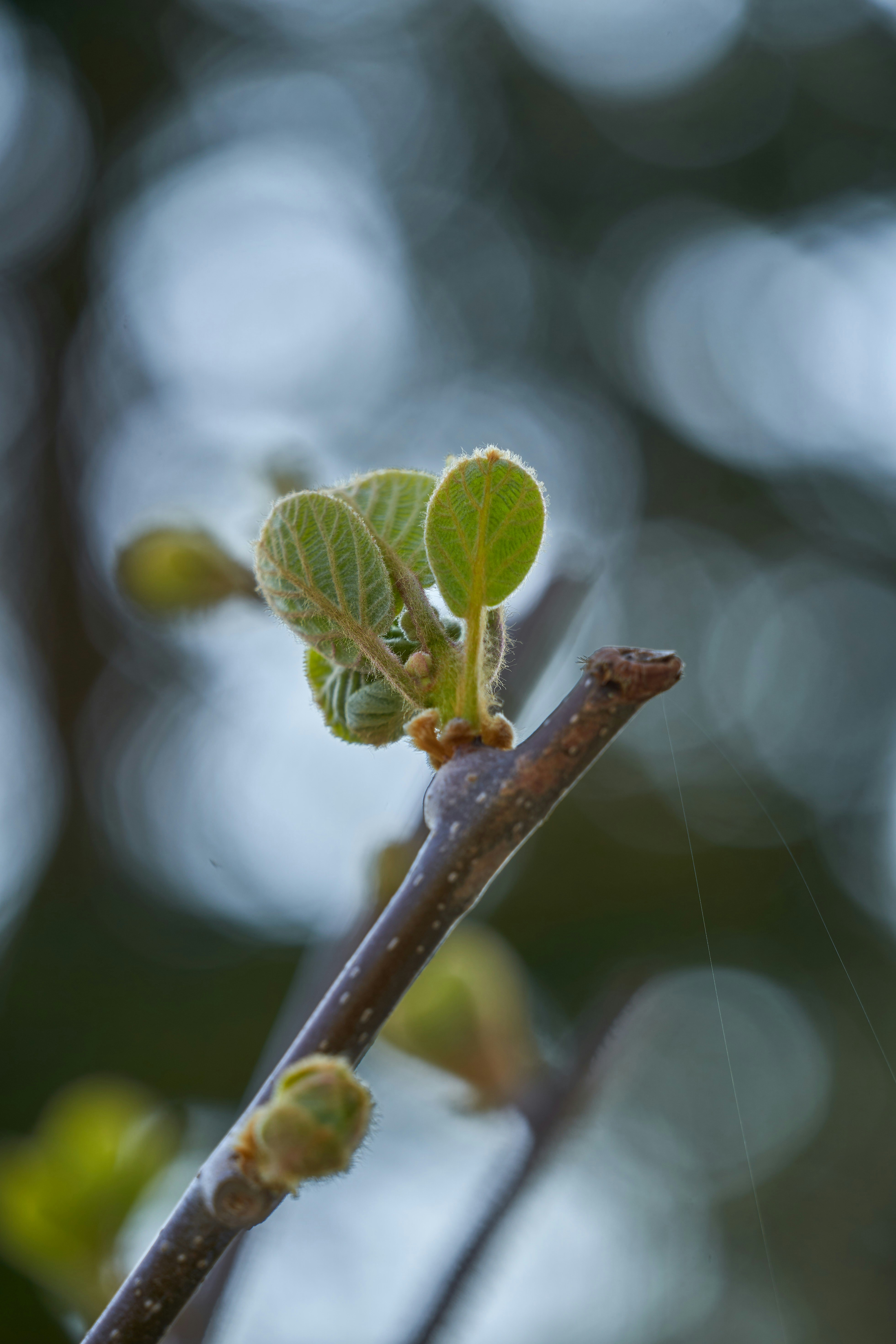 Photo by wolfgang_hasselmann