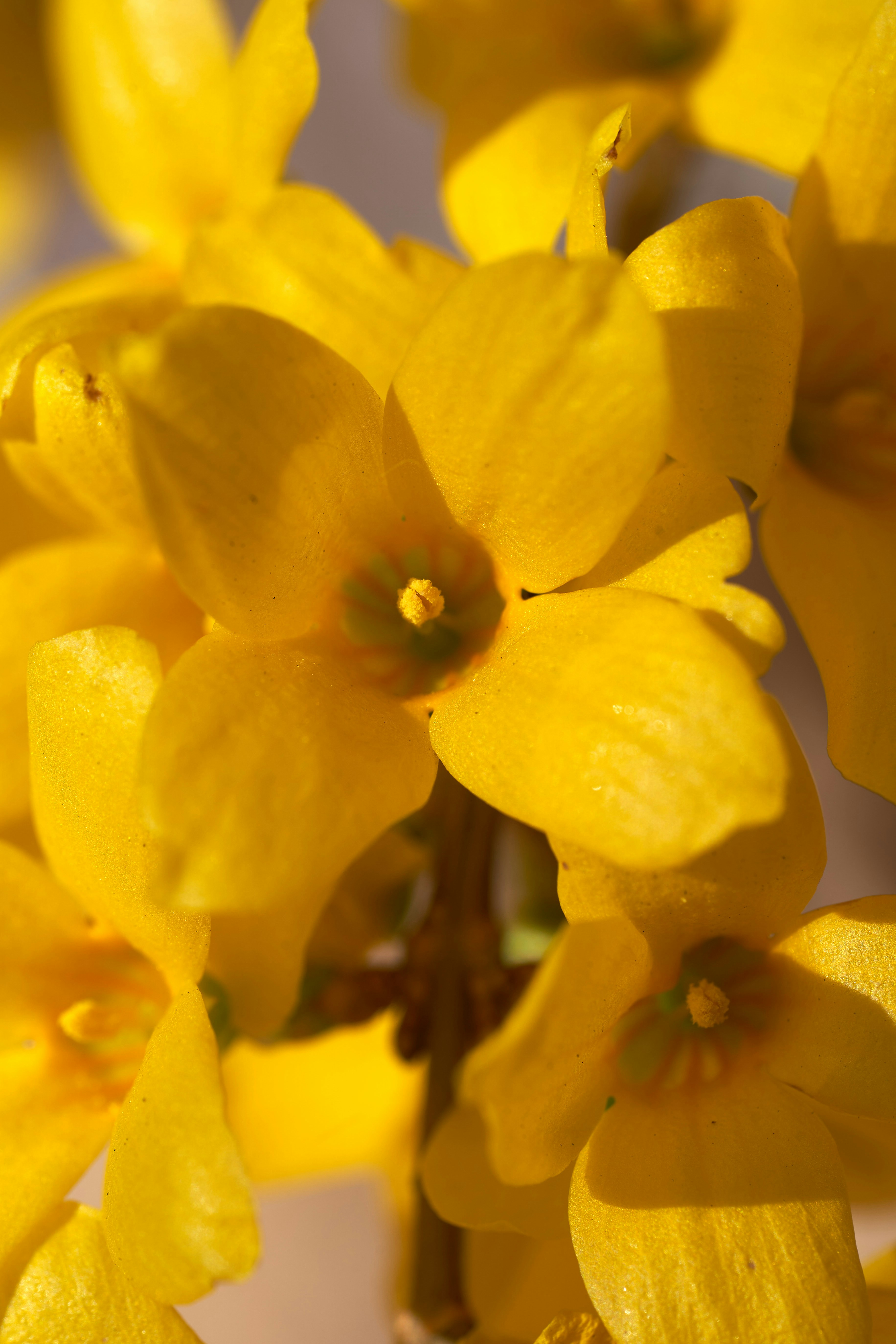 Photo by wolfgang_hasselmann