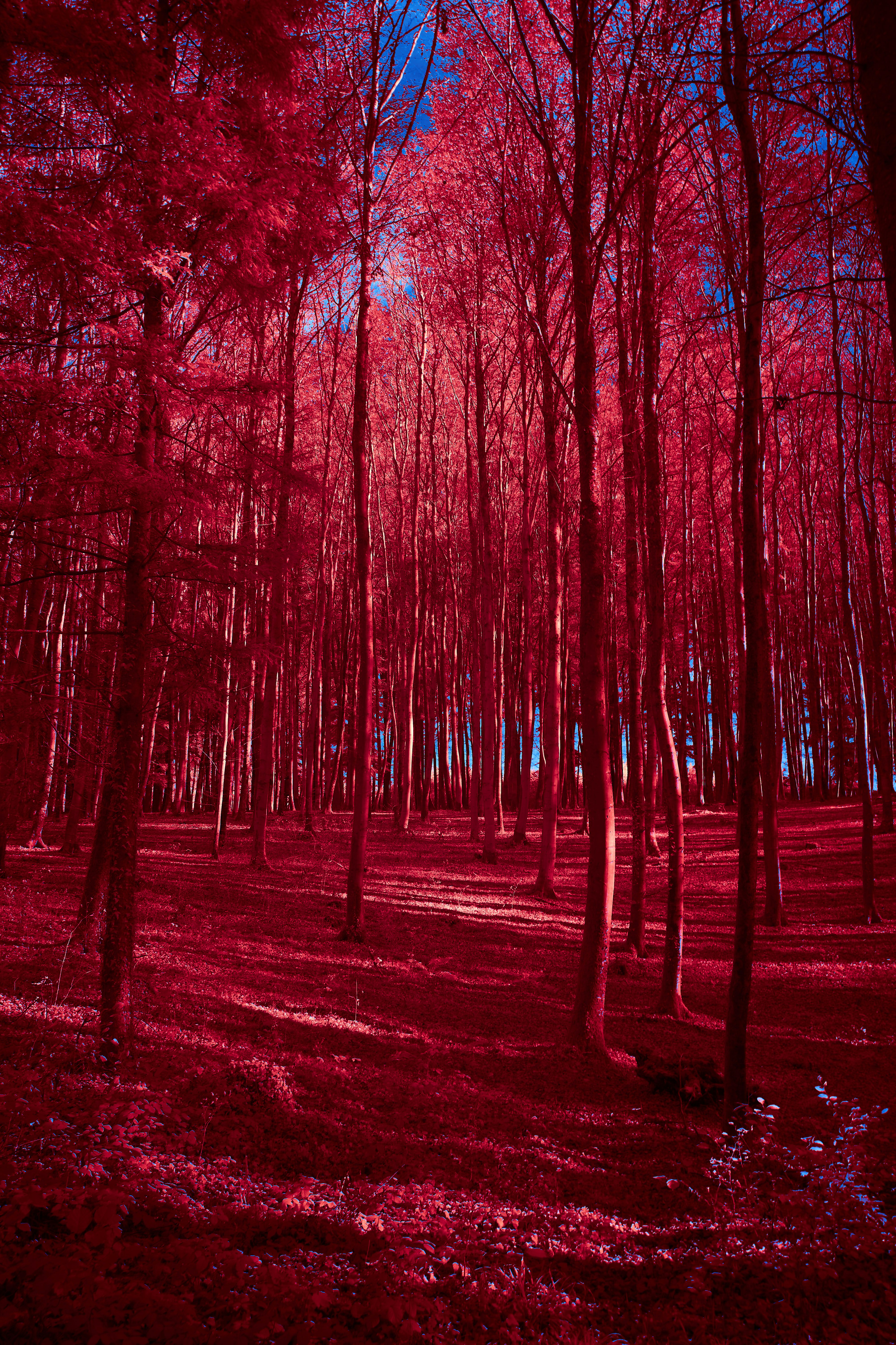 Photo by wolfgang_hasselmann