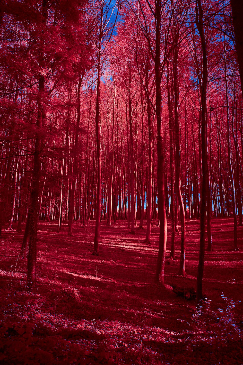 a red forest filled with lots of trees