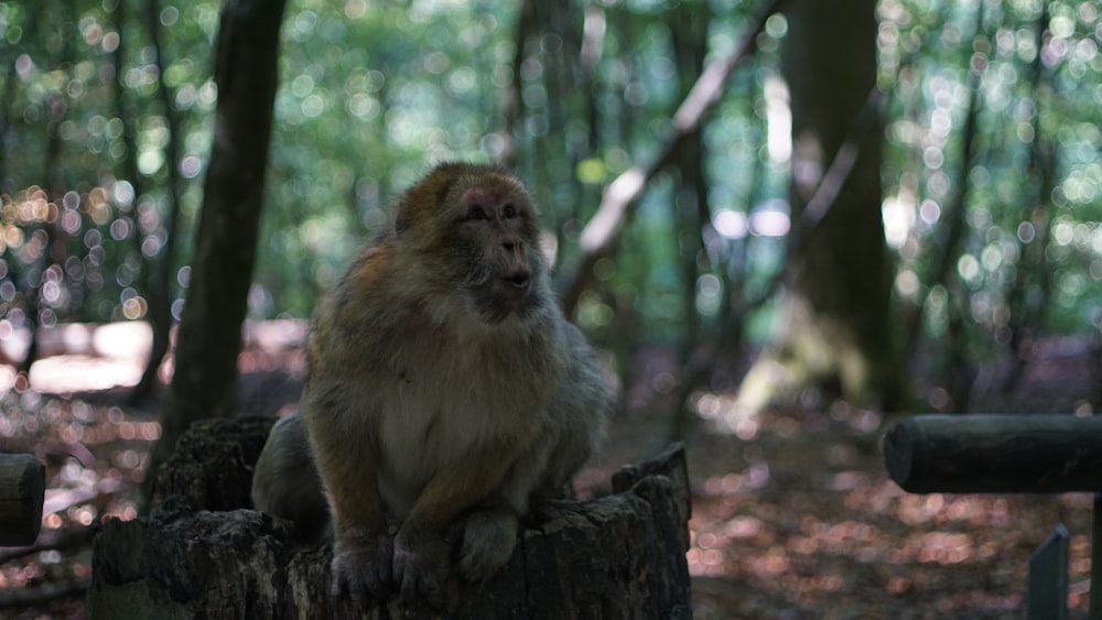 a monkey sitting on a tree stump in a forest