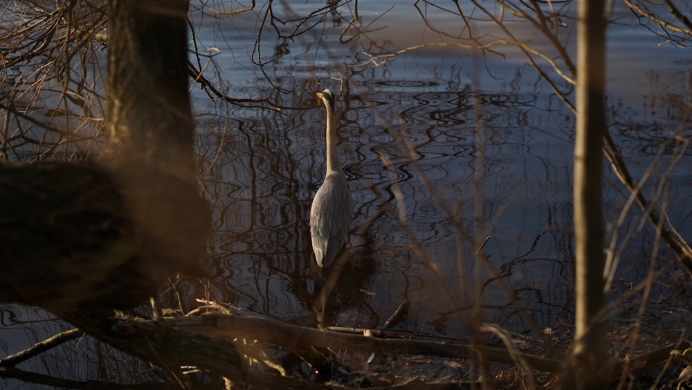 a bird is standing in the water next to a tree