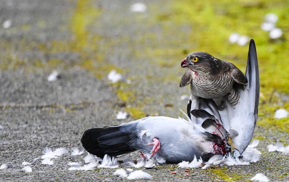 a bird sitting on top of another bird on the ground