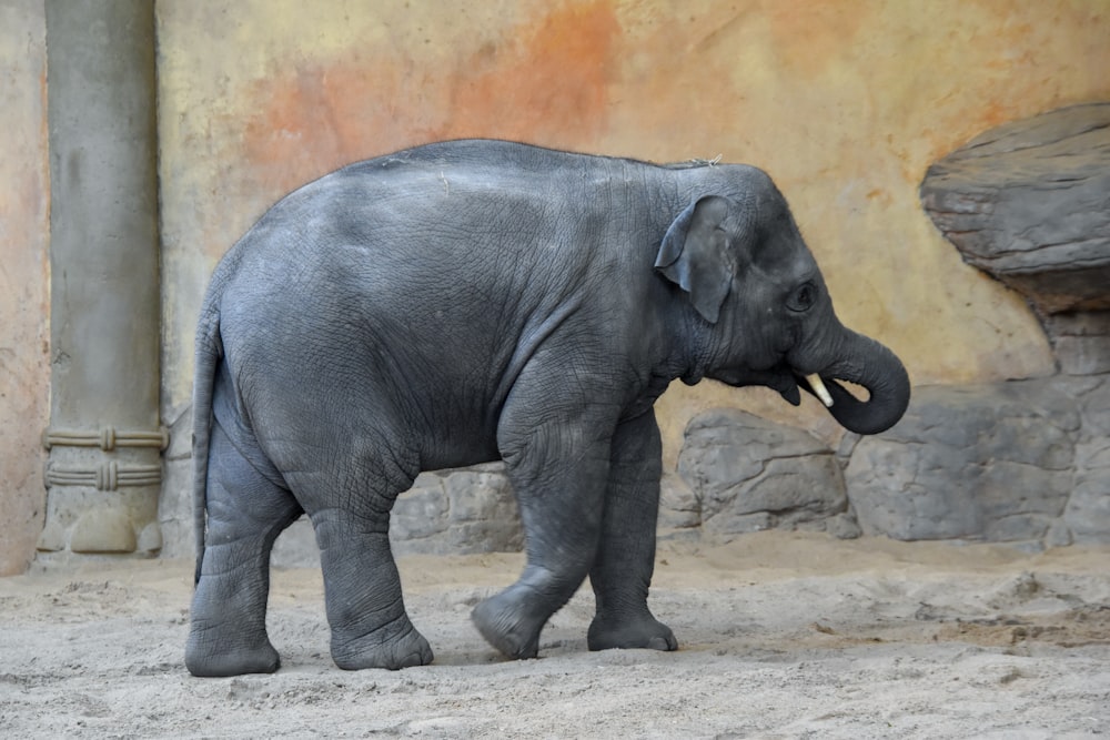 a baby elephant standing on top of a dirt field