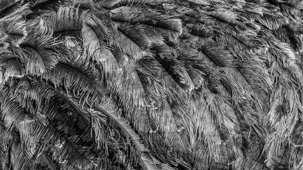 a black and white photo of a bird's feathers