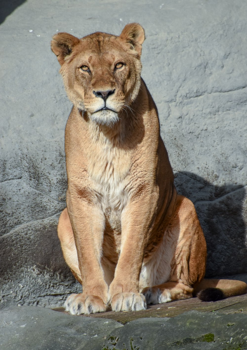岩の上に座っている大きなライオン