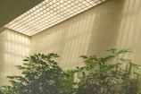 A well-lit indoor space features a ceiling with a grid pattern allowing natural light to shine through. The light casts a series of shadows onto the beige walls, creating an intricate play of light and shadow. Several lush green plants, likely tropical, are positioned along the bottom edge, adding a touch of nature to the otherwise minimalist setting.